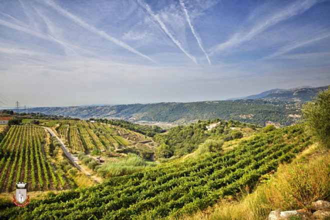 Vineyard